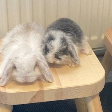 The huge benefit of animals in helping children