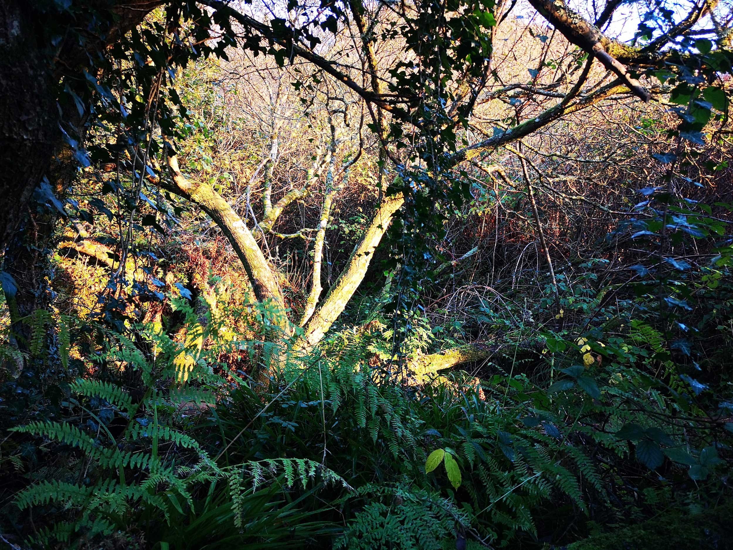 Drumadoon-rainforest-00002.jpg