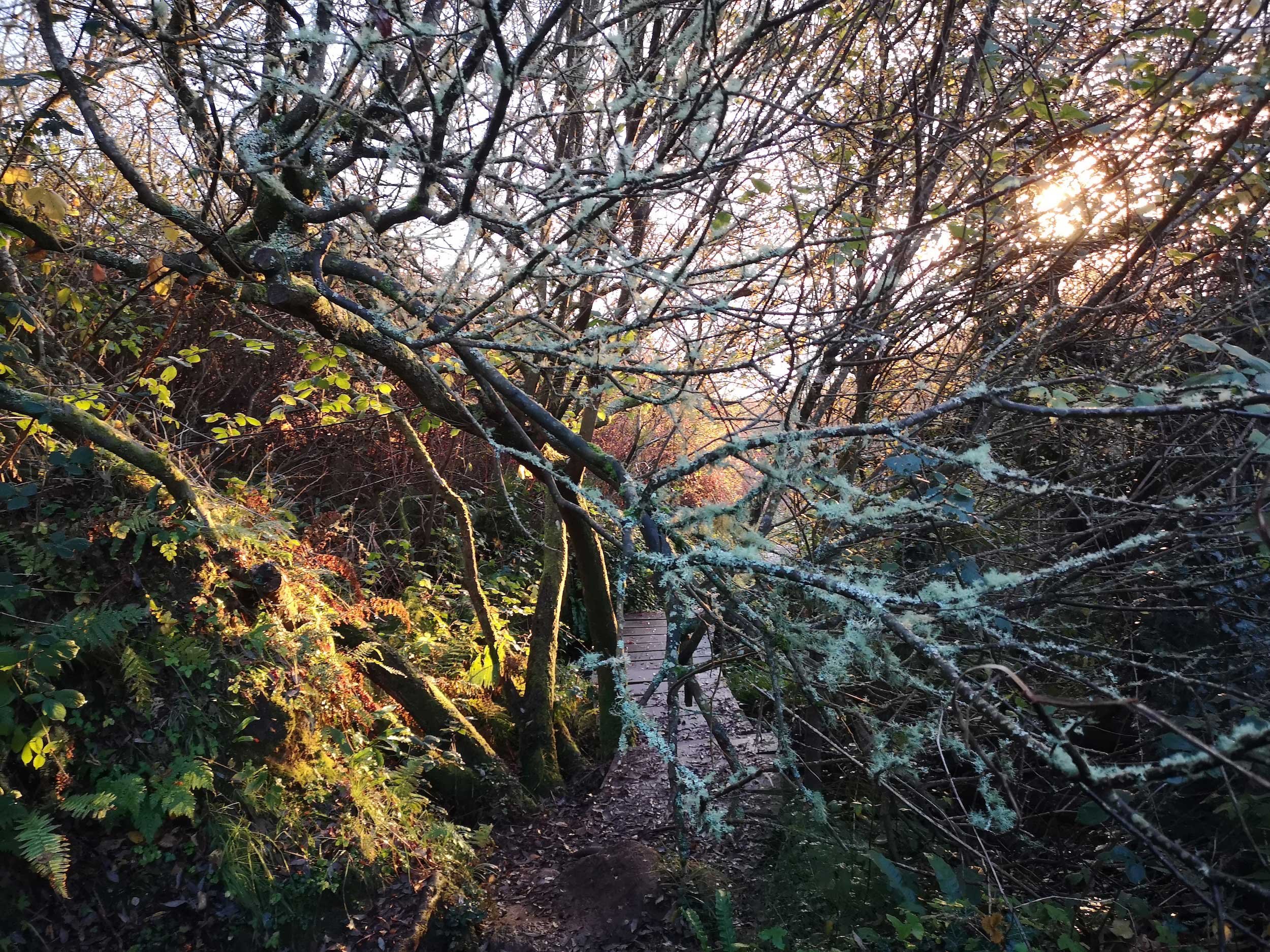 Drumadoon-rainforest-00004.jpg