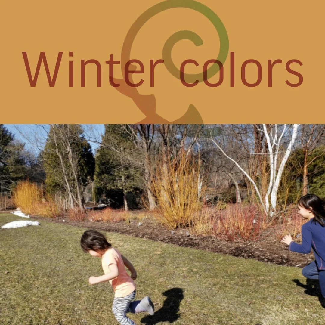 WINTER COLORS
Something about the colors during the winter makes it very special.
If we look from far, we miss it! If we look too close, we miss it! It is almost as if the intention, the willingness to seek the colors and textures, is a prerequisite
