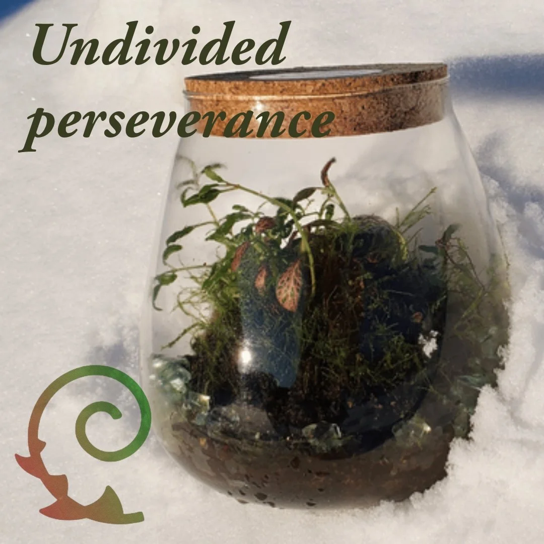 UNDIVIDED PERSEVERANCE
... The living garden in the cold wilderness. An image of endurance.
Why undivided perseverance? Because the uniqueness in this case for endurance is the collective, is unity. Imagine if I had taken the plants out of the glass