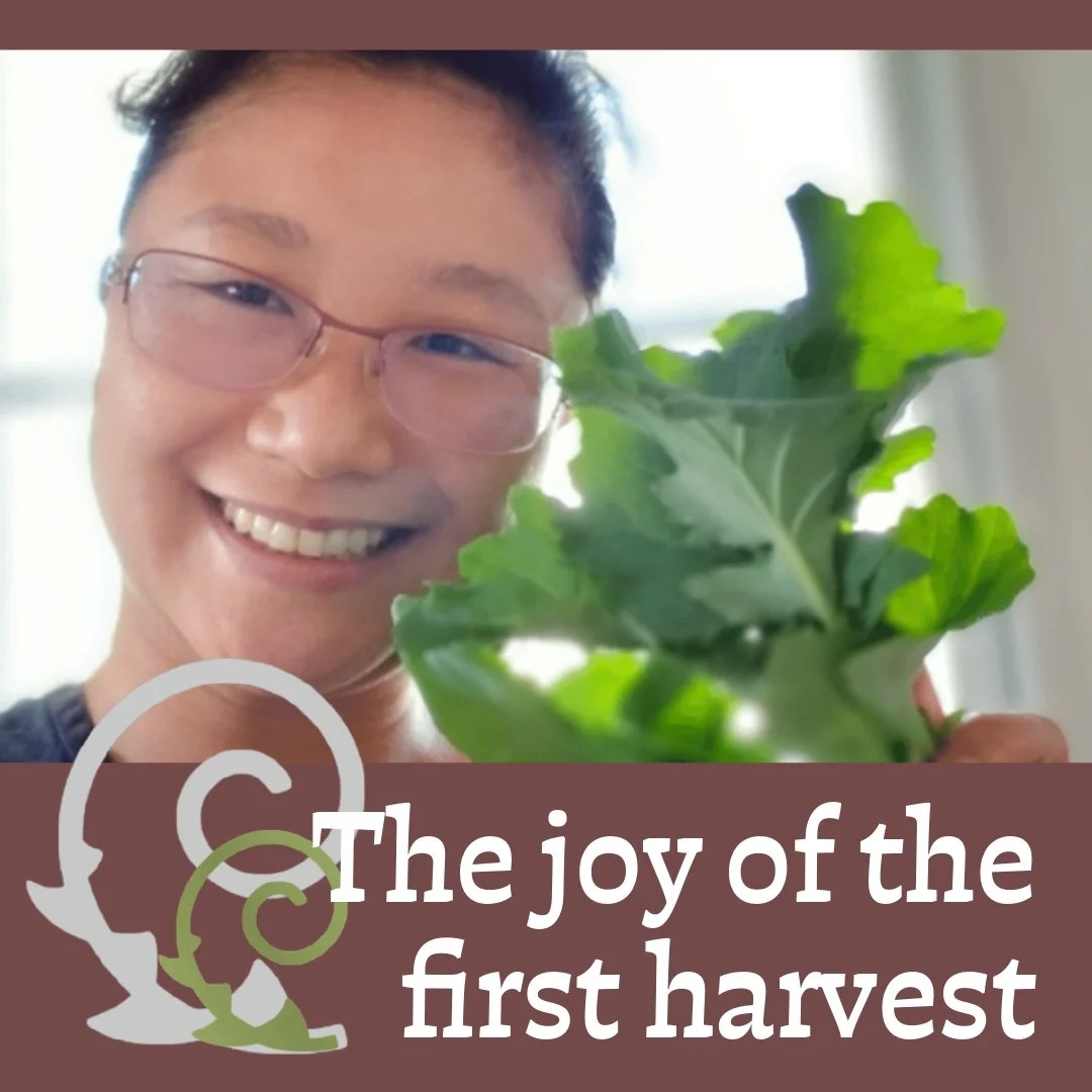 - From Weekly Wonder of May 21,  2022 -
More at https://www.cintiaorsi.com/collection

Yay! The first Collard Greens (thinning process) are ready for harvest! The girls sowed the seeds in pots around Mid-March, and we ensured they received sunlight a