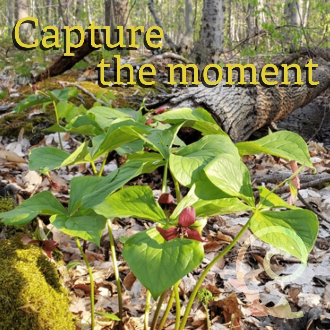 - From Weekly Wonder of May 28,  2022 -
More at https://www.cintiaorsi.com/collection

Trillium - for most of the year, they remain dormant underground. However, they emerge and bloom, staying on the ground for just a few weeks, depending on the weat