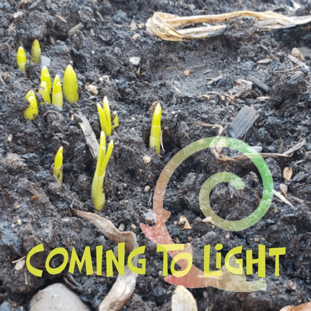 (...) As a biologist, I have always been fascinated by how plants respond to light and gravity. It is fascinating how light and gravity (main factors) gently guide the plant to where they need to be, well-rooted and receiving enough light for bloomin