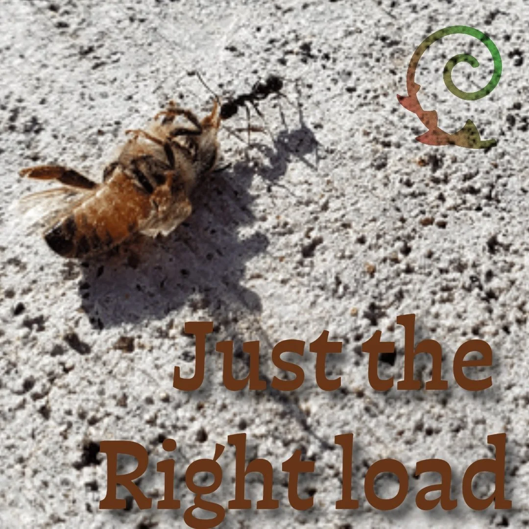 - From Weekly Wonder of June 4,  2022 -
More at https://www.cintiaorsi.com/collection

JUST THE RIGHT LOAD

Teachable moments with children. Children teaching adults.
As we paused our walk back home to observe a tiny ant carrying a multiple-times lar