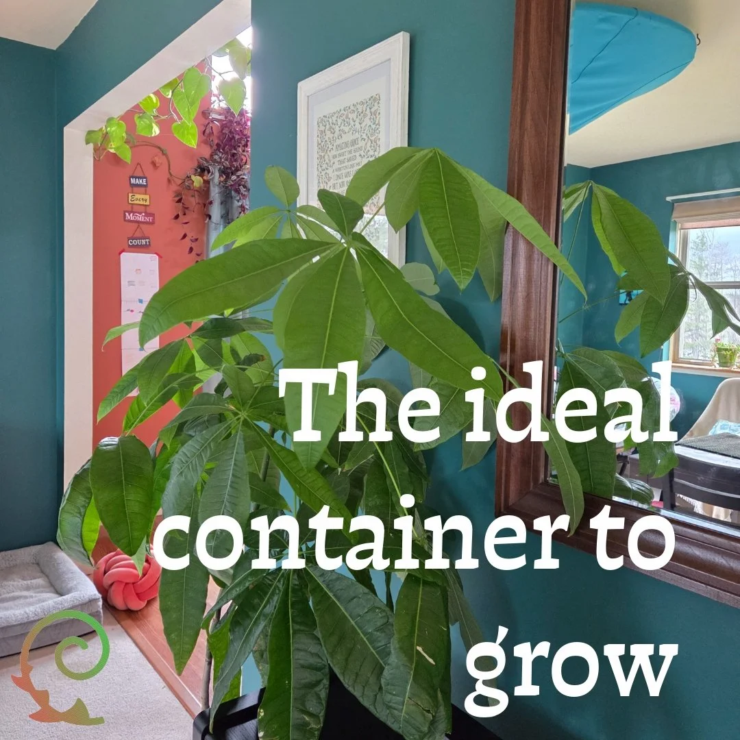 - From Weekly Wonder of June 11,  2022 -
More at https://www.cintiaorsi.com/collection

Sometimes, we need a bigger container to keep growing, and sometimes we need pruning.

This is my container garden. Less than 6 hours of sunlight per day works we