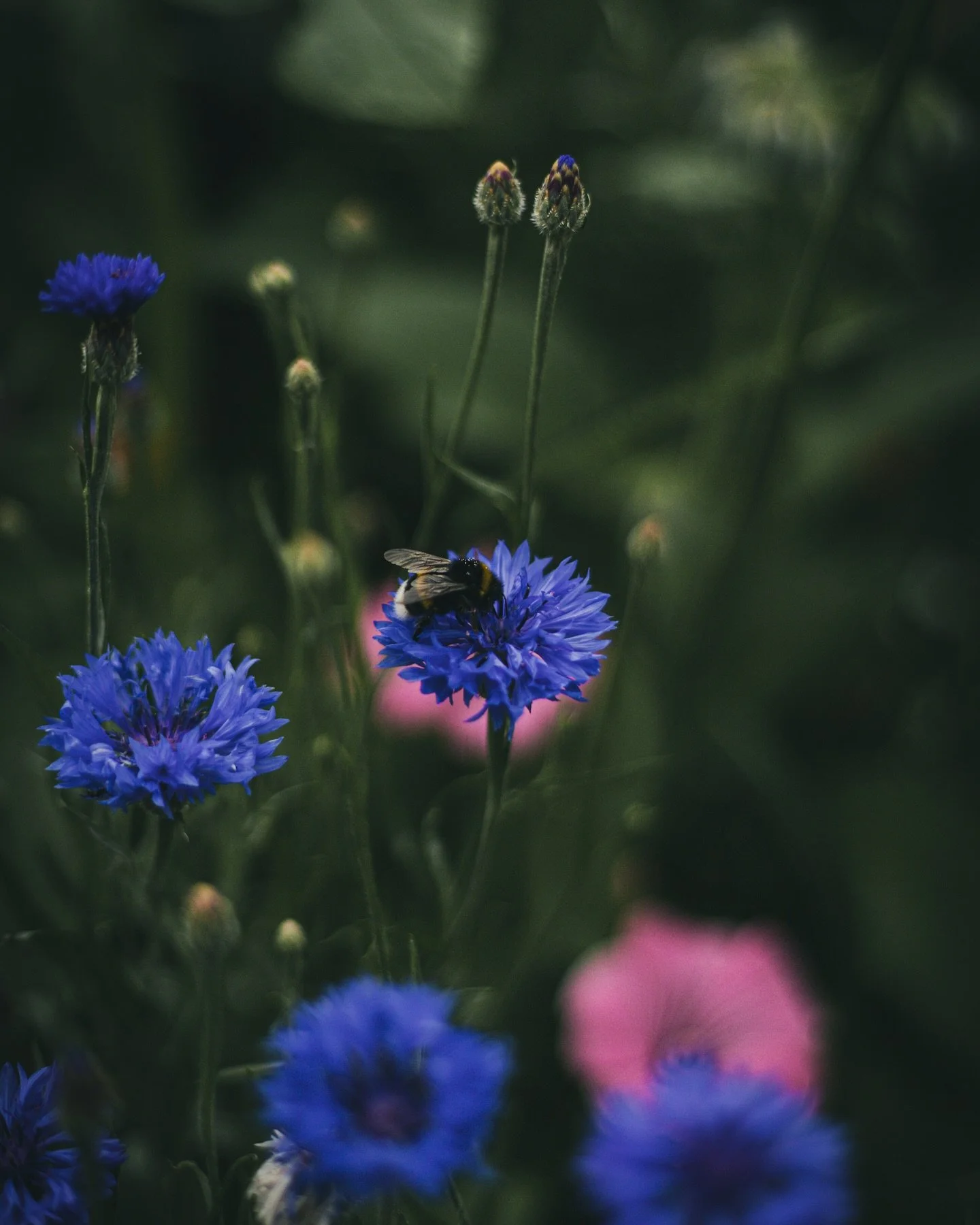 &Auml; N G &bull; Att vi inte s&aring;tt &auml;ngsblommor s&aring; h&auml;r f&ouml;rut &auml;r skamligt. Efter en hel del research s&aring; landade vi i @granngarden s egna Blomsterblandning och som den &ouml;verraskat med fantastiska f&auml;rger och