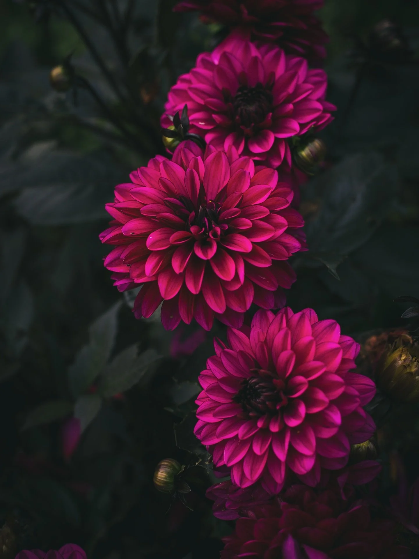 D A H L I A &bull; Jag tryckte ner tv&aring; dahlior, en i varje l&aring;ng l&aring;da, bland &auml;ngsblommor, malvor och rosensk&auml;ra. 
De har blommat med intensiv prakt n&auml;stan hela sommaren. Klasar av blommor har bubblat om vartannat trots