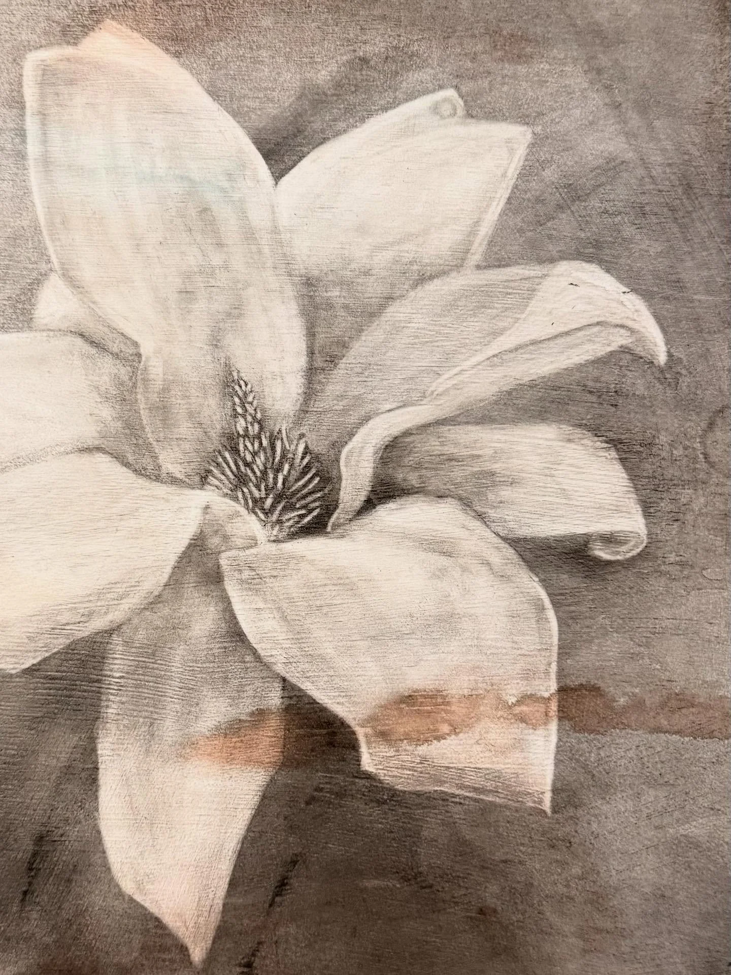 Love drawing a magnolia and this new work in progress has 12!! So many beautiful voluptuous petals and strong spiky stamens&hellip; 

I&rsquo;m happy with the progress but these photos do highlight a few things that still need some work.

Back to it 