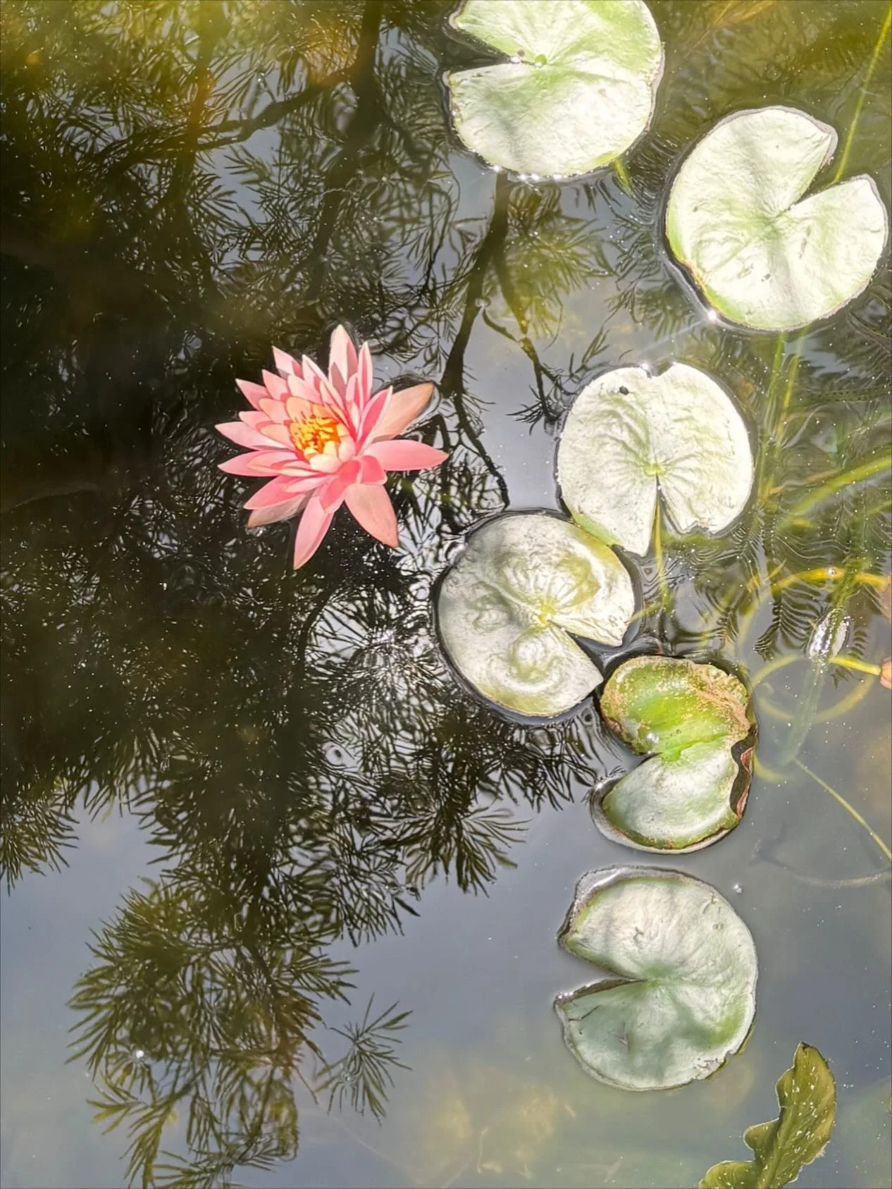 A little inspo collected on our way home from Christmas celebrations today. Hope everyone had a good one and got in some quality time with loved ones.