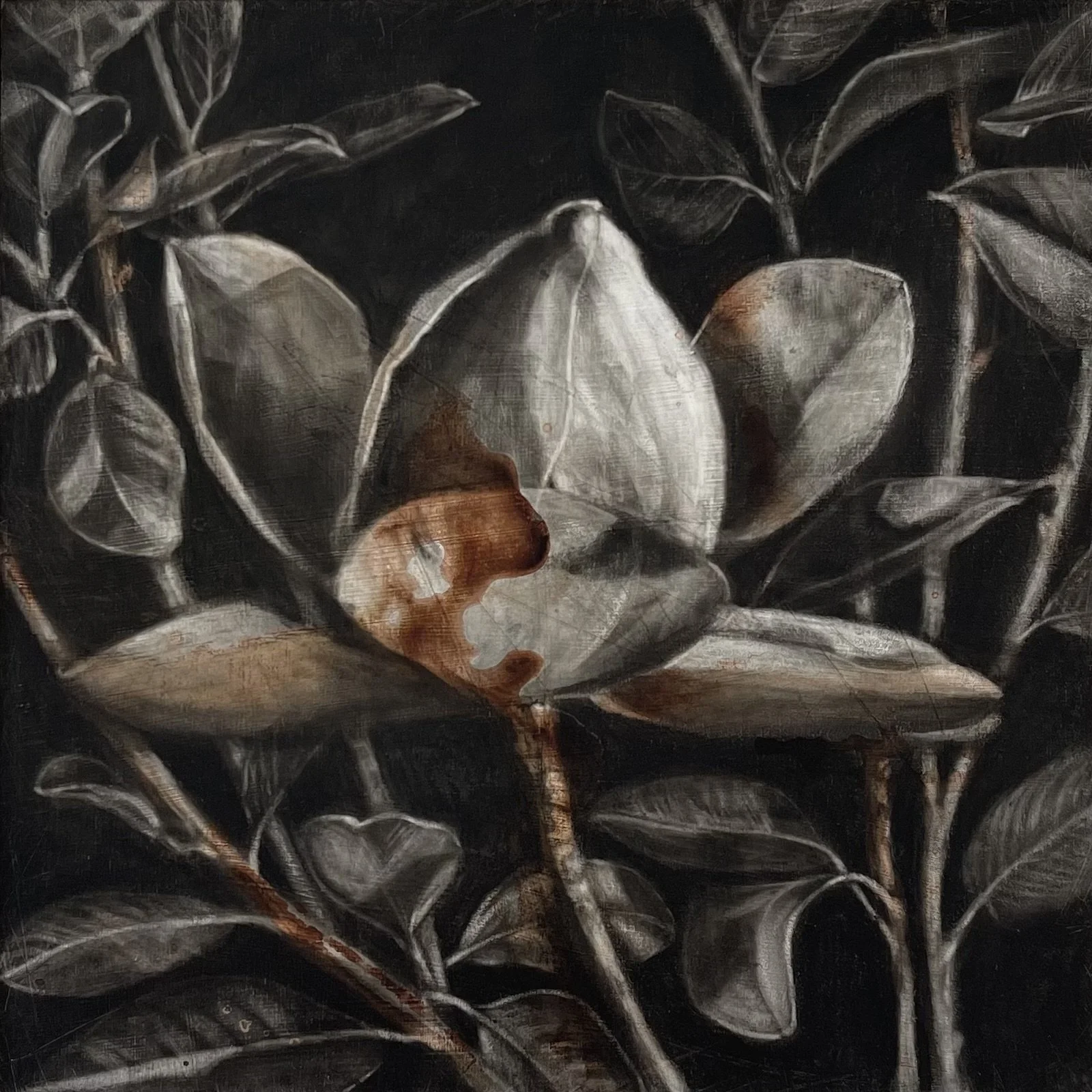 Mighty Magnolia, 34cm x 34cm