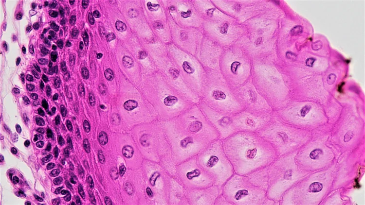 Appendix 1: Recommended Standard Characterization of Stem Cells ...
