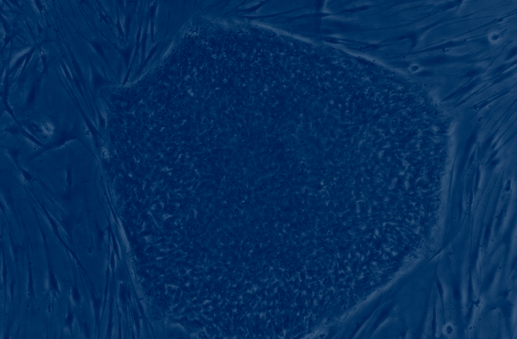 Singapore Cell and Gene Therapy (SCGT) Pan Asia Summit 2025: Advancing the Next Generation of Cell and Gene Therapies