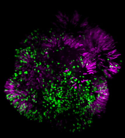 Stem Cell Reports Named Official Journal of 2026 BaCell 3D Conference