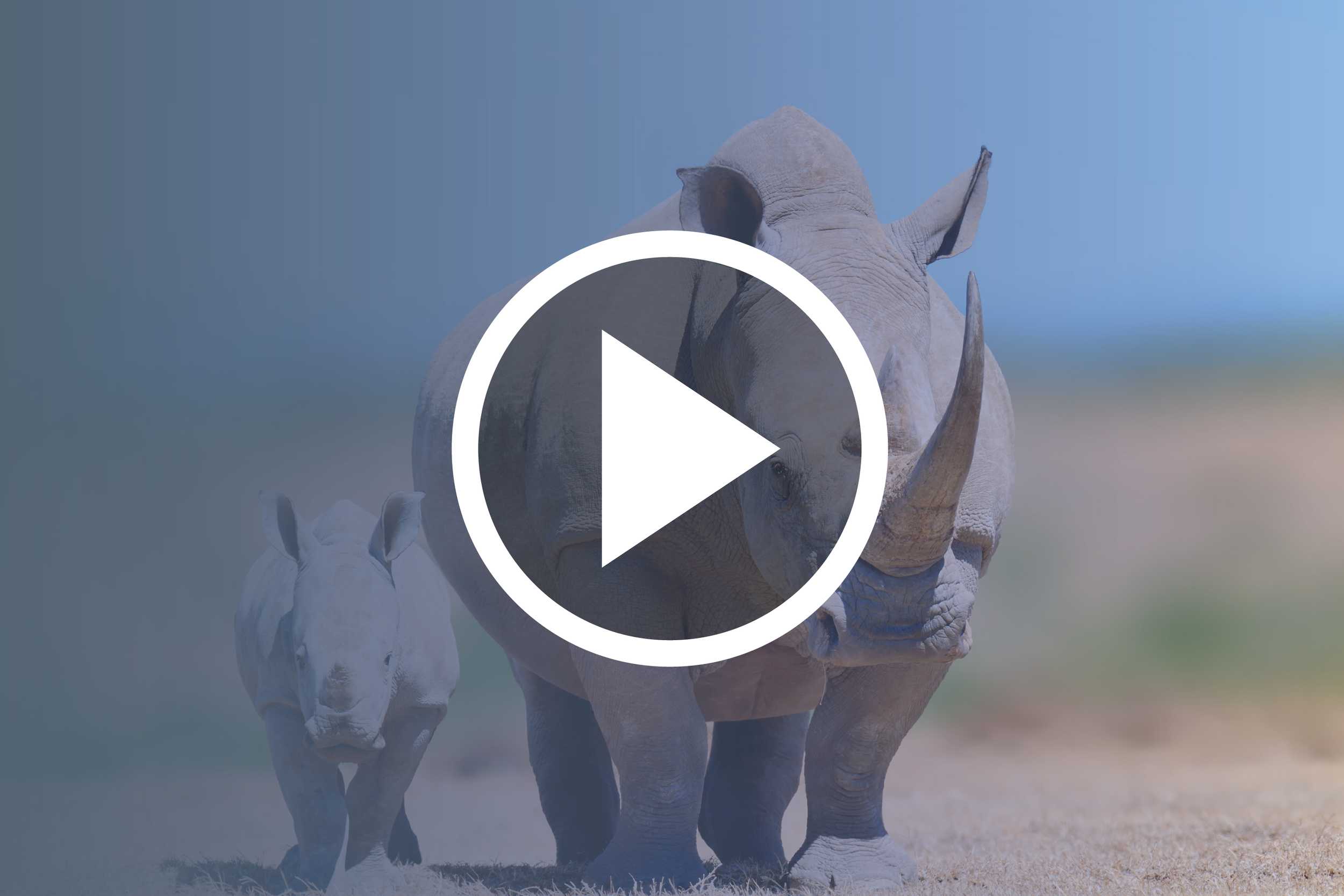 Stem Cells for Species Conservation