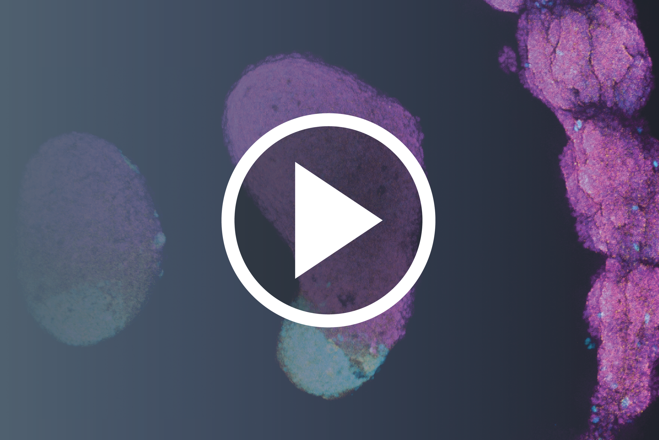 Building Functional Stem Cell Systems