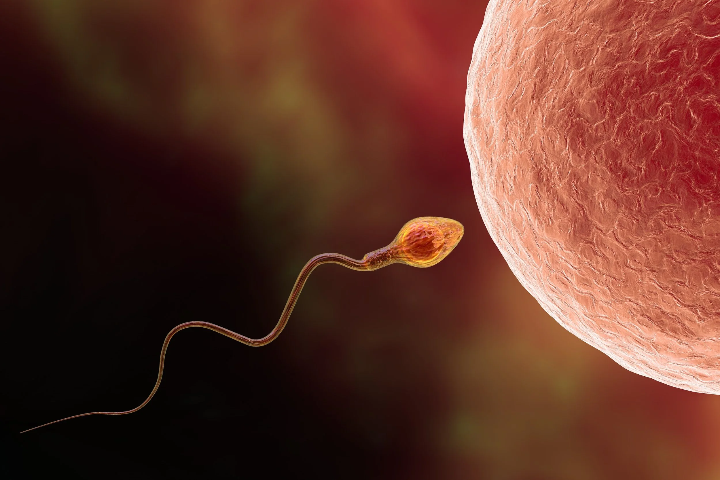 The 2026 Activated Egg Symposium: Unique Human Egg Activation Pathways