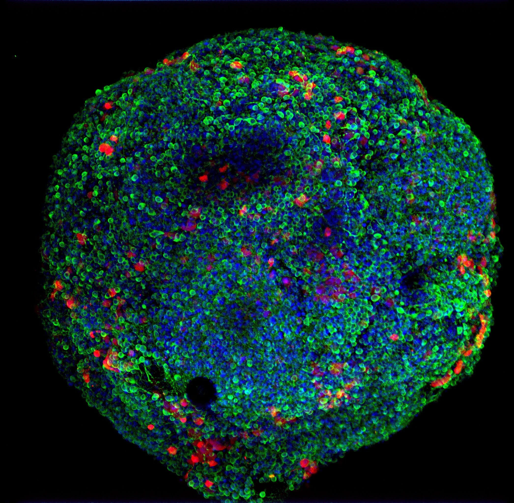 Solaris Symposium: Stem Cell Science and Regenerative Medicine