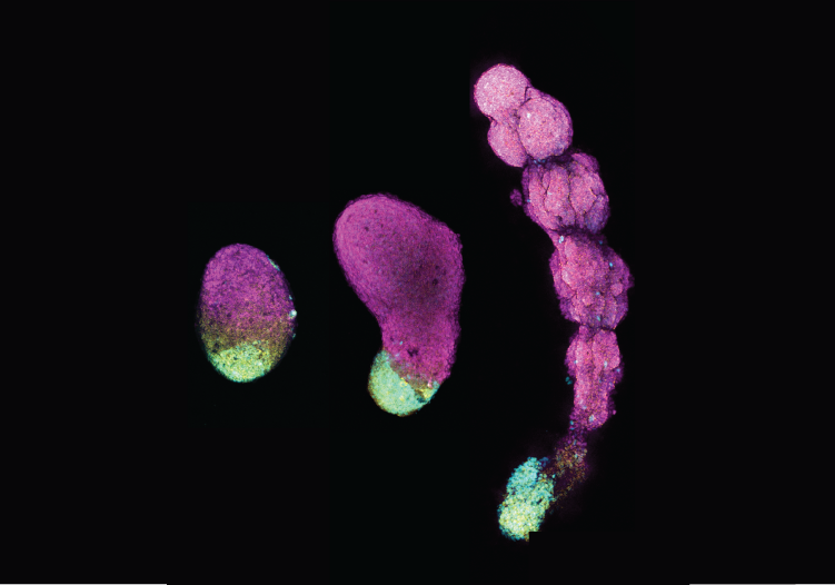 Building Functional Stem Cell Systems