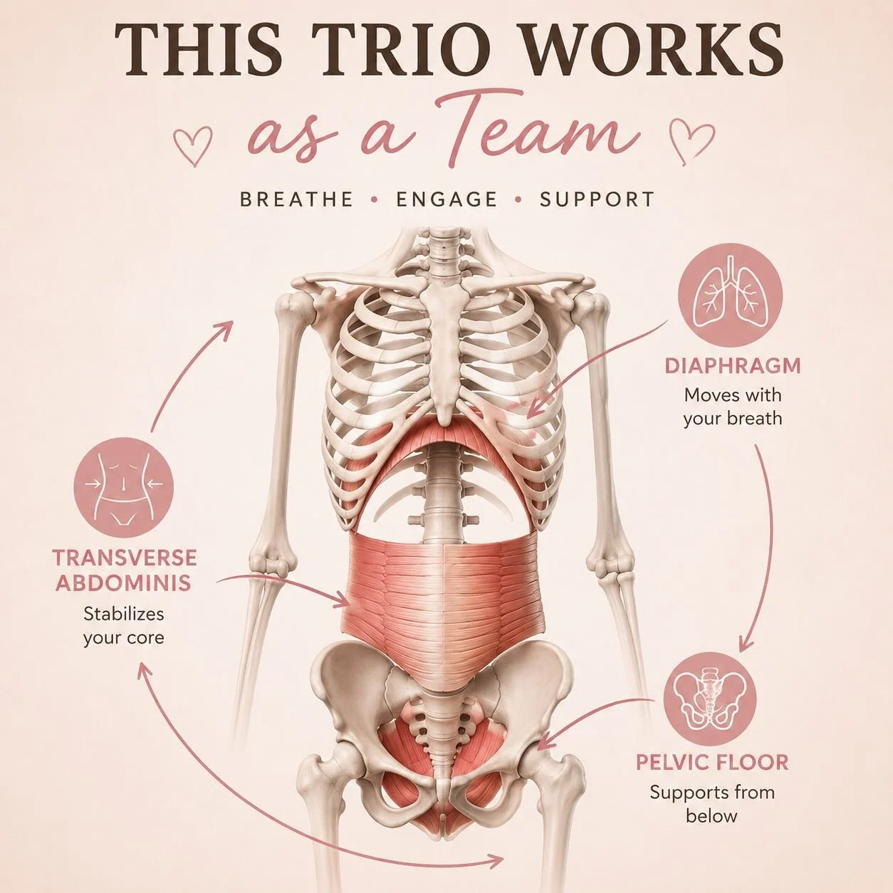 Your breath is more powerful than you think 🤍

Your diaphragm, transverse abdominis, and pelvic floor are designed to work together as a team. This coordination takes awareness, focus, and practice &mdash; especially during pregnancy and postpartum 