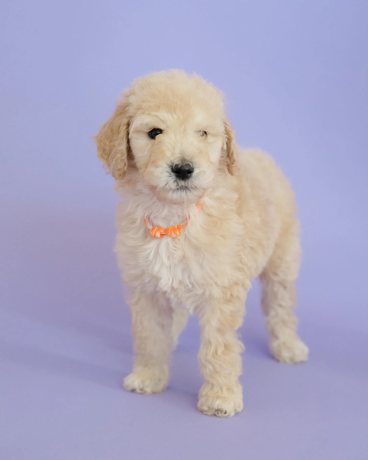 🧡🧡🧡
Orange Collar 
Female 
Available Valentines Week 
This girl might think she&rsquo;s a lap dog but she&rsquo;s really a standard, she loves your lap &amp; everyone she meets. She is usually the first one to sit for me to hold her, I love it! 
.