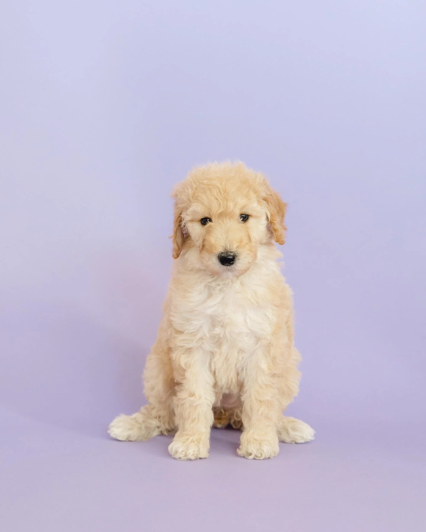 💙💙💙
Blue collar 
Female 
Available 
She is our rolly Polly girl! She loves food, loves to play, &amp; tease her siblings. She is so sweet with our kids &amp; loves to be held. 
.
.
.
.
.
Photocred: @aubrey_taiese 
.
.
.
.

.
.
.
.
#standardpoodle 