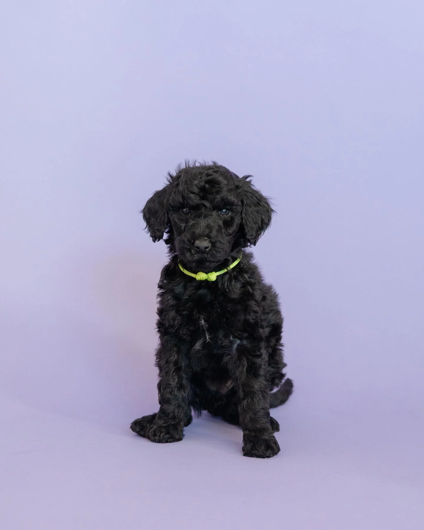 💛💛💛 
Yellow collar 
Female 
Available valentines week
This sweet girl is full of life, she loves to listen tho but also loves to play play play. She is so fun and athletic! She adore her 
.
.
.
.
.photocred: @aubrey_taiese 
.
.

.
.
.
.
#standardp