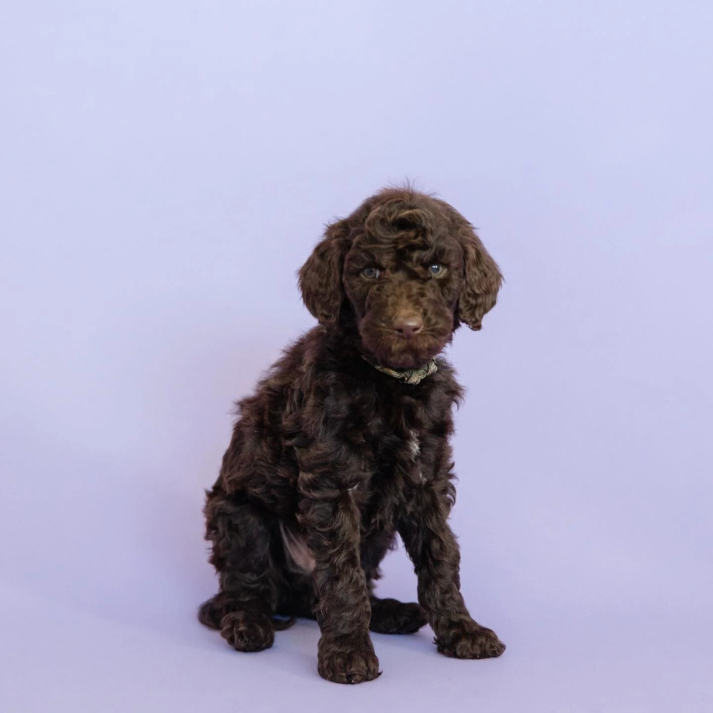 🤎🤎🤎
Camp collar 
Male 
Available Valentine&rsquo;s Day 
This handsome boy is just like his dad, chocolate heaven. He is a sweet guy with a playful heart. 
.
.
.
.
.
.
.
Photocred: @aubrey_taiese 
.
.
.
.
#poodle #standardpoodle #smoodle #valentine