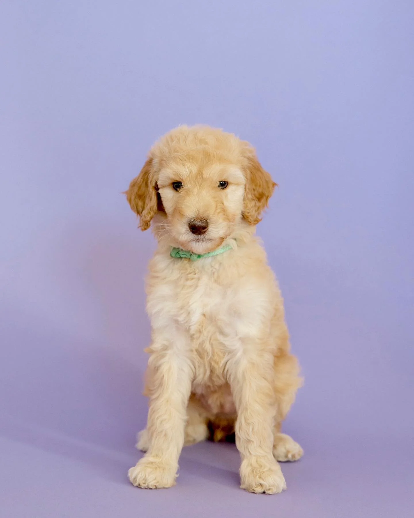 &ldquo;Bronco&rdquo;
Teal Collar 
Female 
Apricot 
Available for home valentines 💘 
She is playful &amp; loves to give kisses. She has a beautiful brown nose &amp; long natural tail we adore! 
.
.
.
.
.
.
.
#valentines #valentinespuppy #puppylove #p
