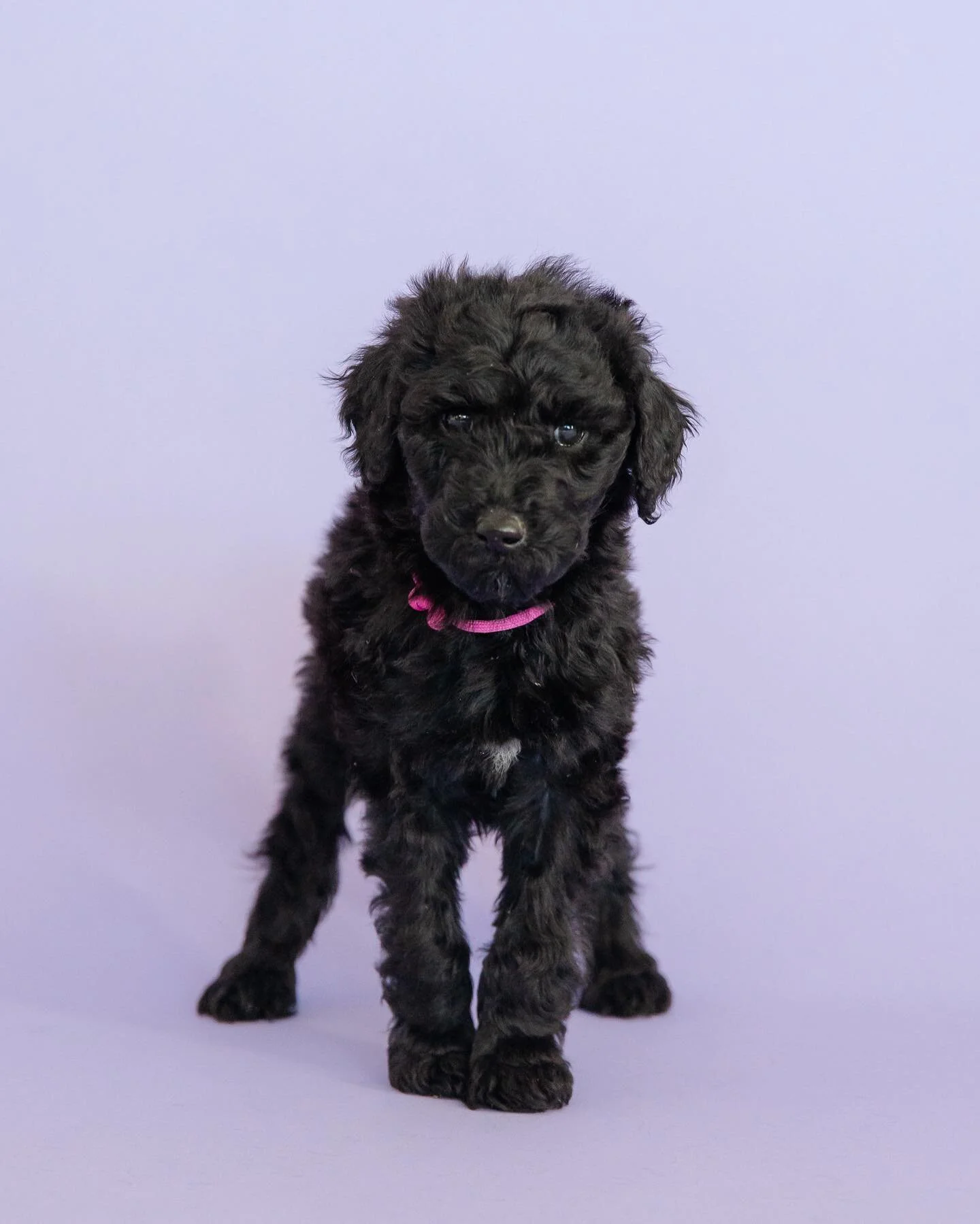&ldquo;Amelia&rdquo; 
Pink collar 
Female 
Black abstract 
The steward family can&rsquo;t wait for you!!!!
She is such a gem of a girl! She never makes a peep &amp; loves people.