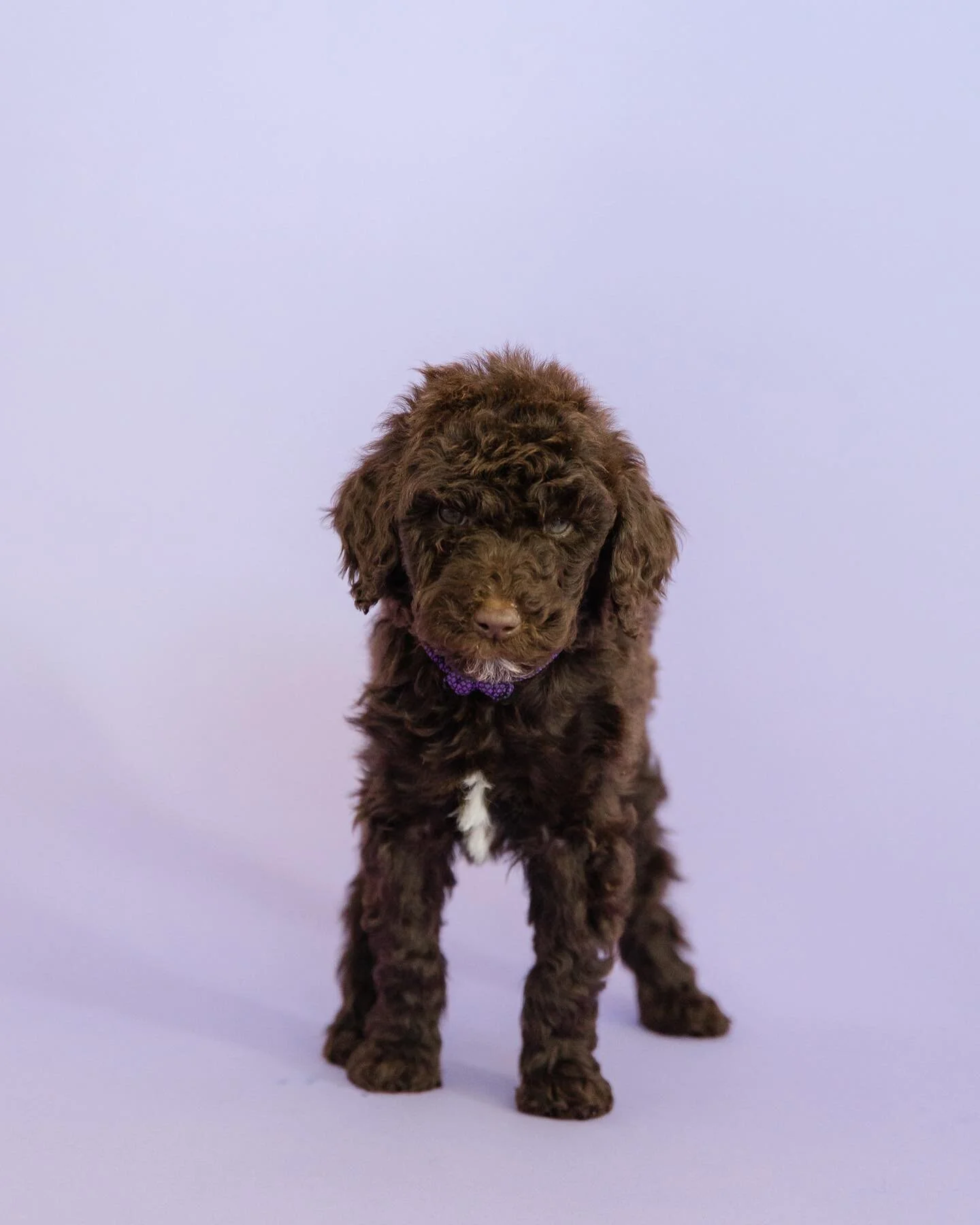 &ldquo;Mila&rdquo;
Purple collar 
Female 
Chocolate abstract 
Headed home w/ @robroveta @abbyroveta family 🐩
We just adore her personality, she&rsquo;s sweet, playful, &amp; loves to sit for us.