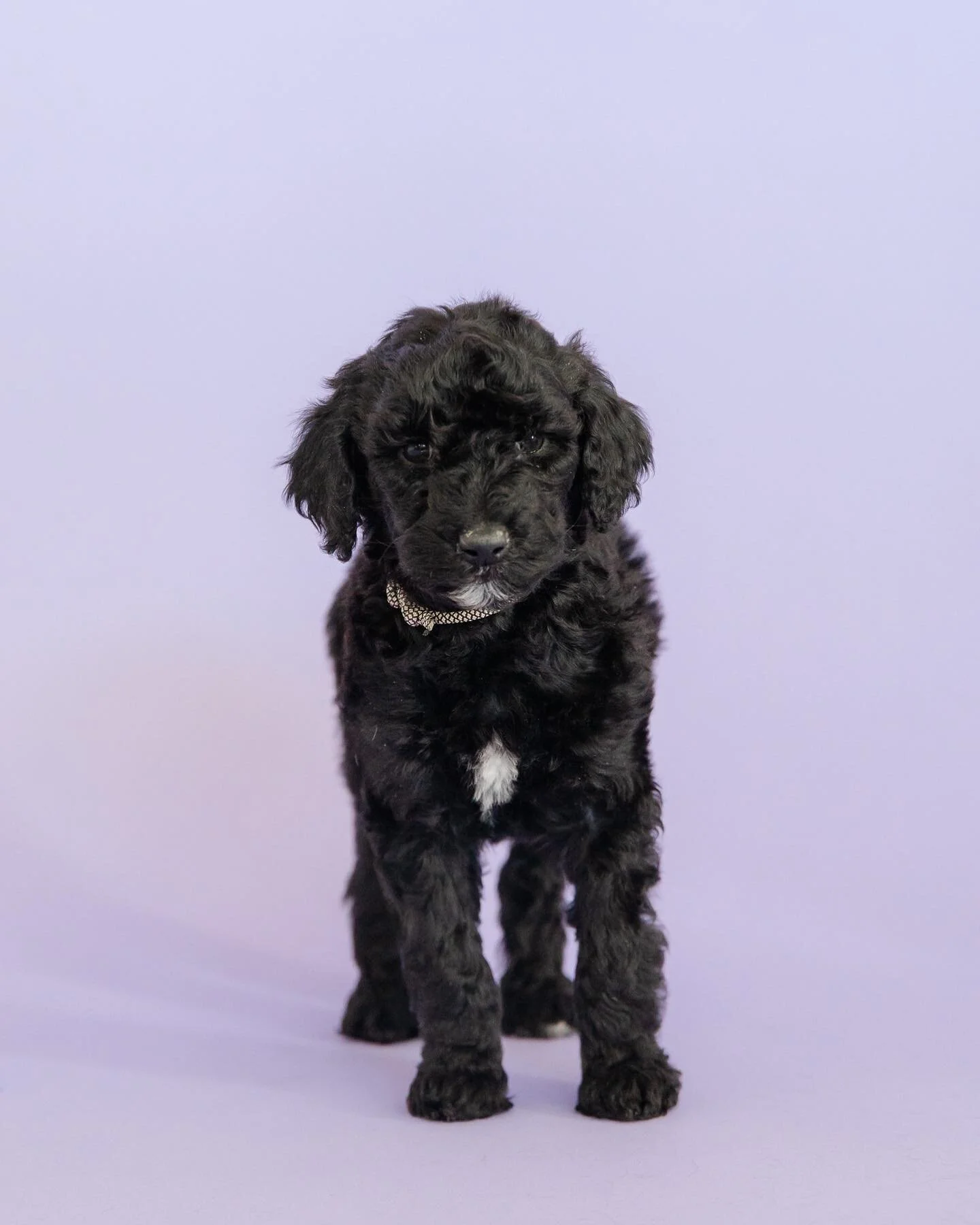 &ldquo;Maverick&rdquo; 
Black collar 
Male 
Black Abstract 
This handsome dude can&rsquo;t wait for his family in sunny Arizona! 
He was the very first puppy to learn to sit &amp; we have adored him from day one! He&rsquo;s cute, playful, &amp; loves