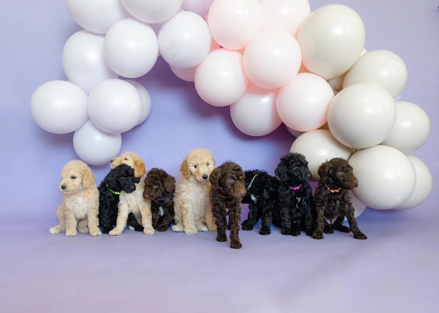 ILY 

Storm + Bears Litter 

This group of puppies are very special for so many reasons! 
I am still at awe that storm had 3 different colors and 3 puppies of each color! What a beautiful litter of 9. It&rsquo;s been amazing to watch their personalit