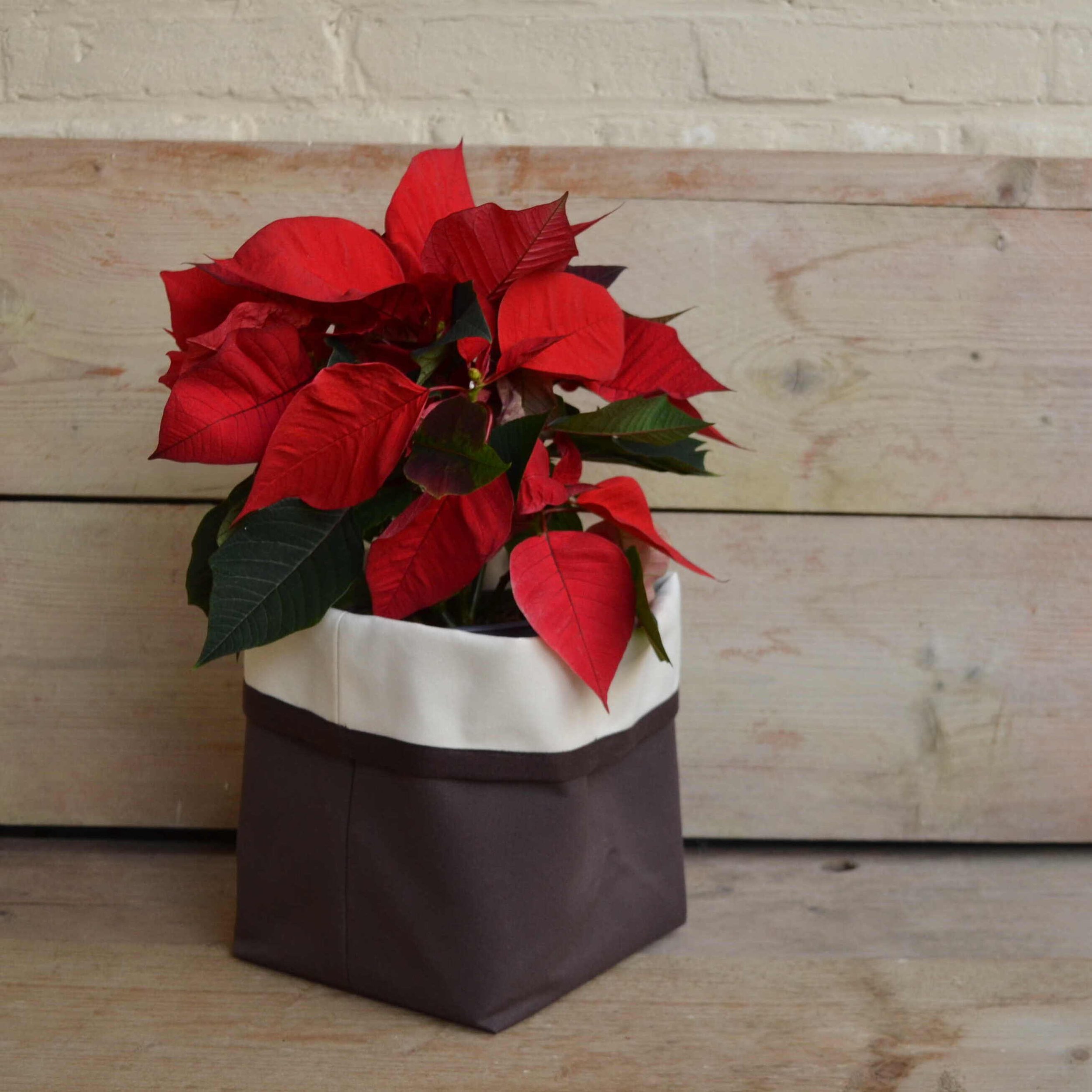 Poinsetia Yooly - the basket 3.jpg