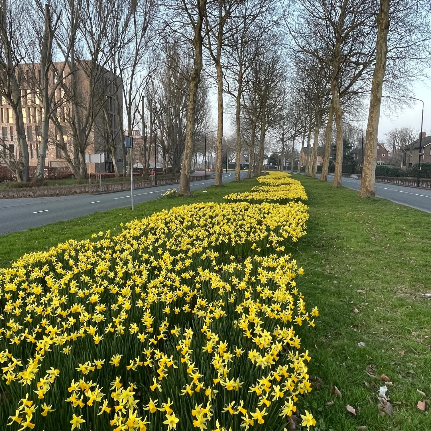 It's daffodil time, hooray
