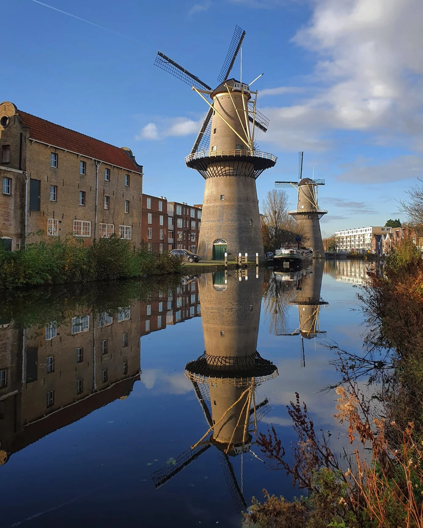 De Palmboom, Schiedam