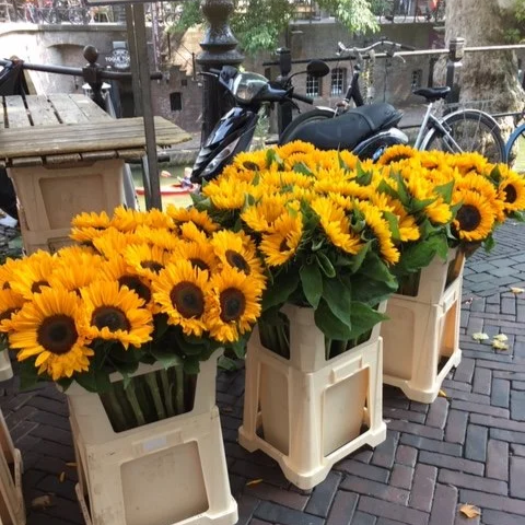 Utrecht audioguide tour