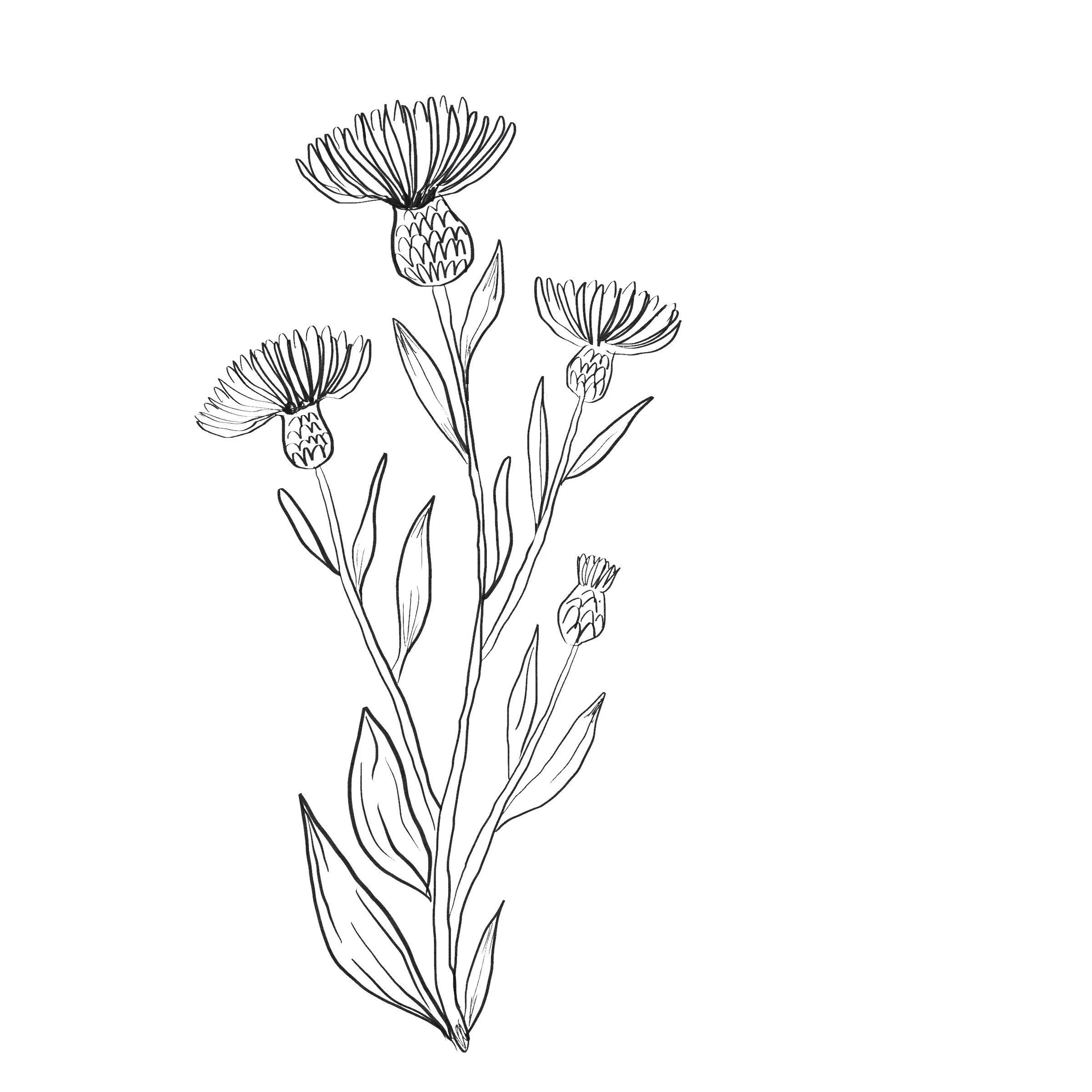 Untitled_Artwork 28.jpg