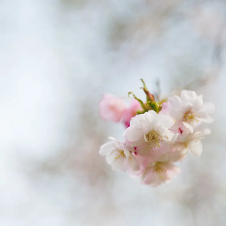 Spring Blossom 1