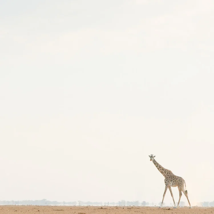 Giraffe..walking across evening plains.