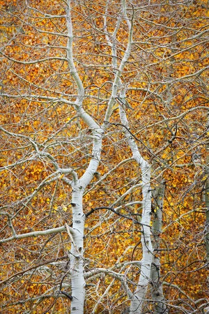 Two June Lake AspensCustom Sizes Available