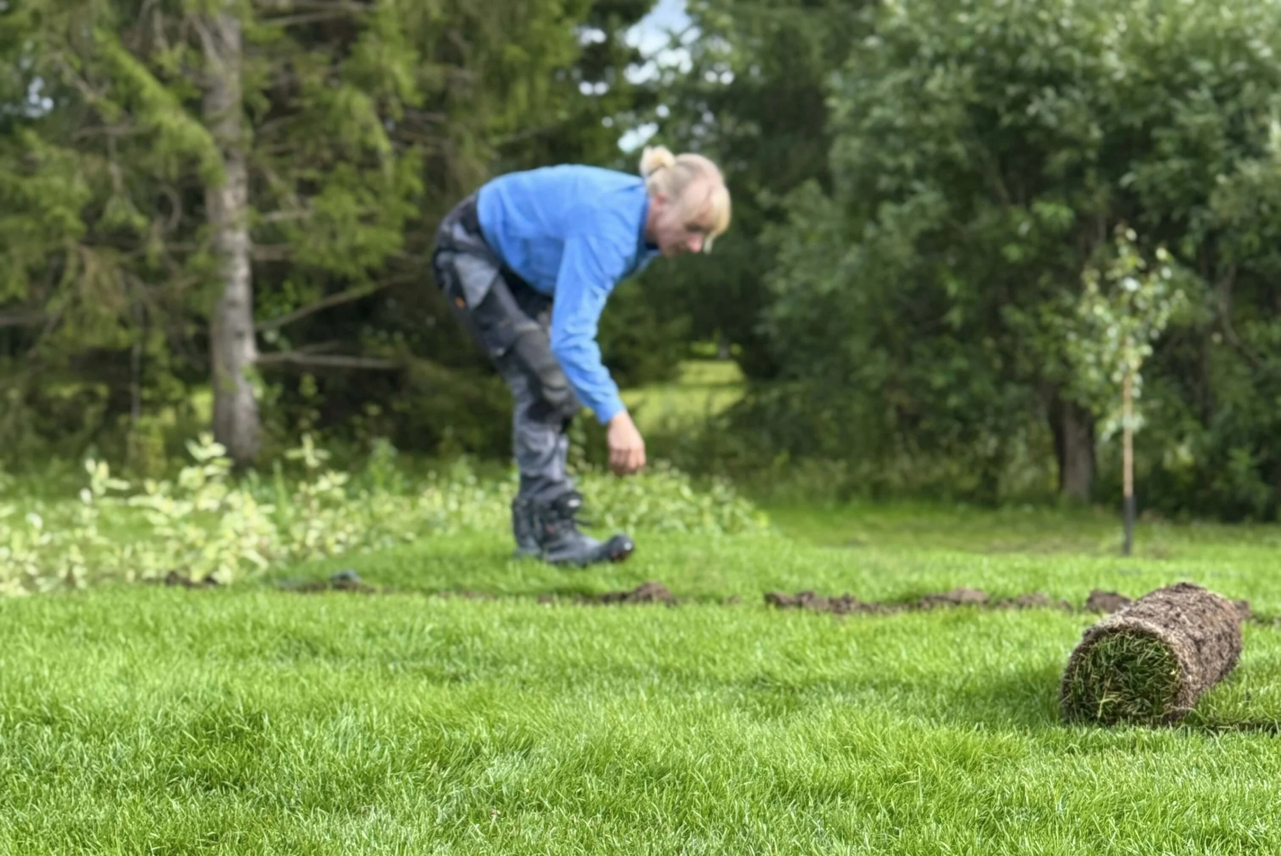 Nurmikon perustaminen ja hoito