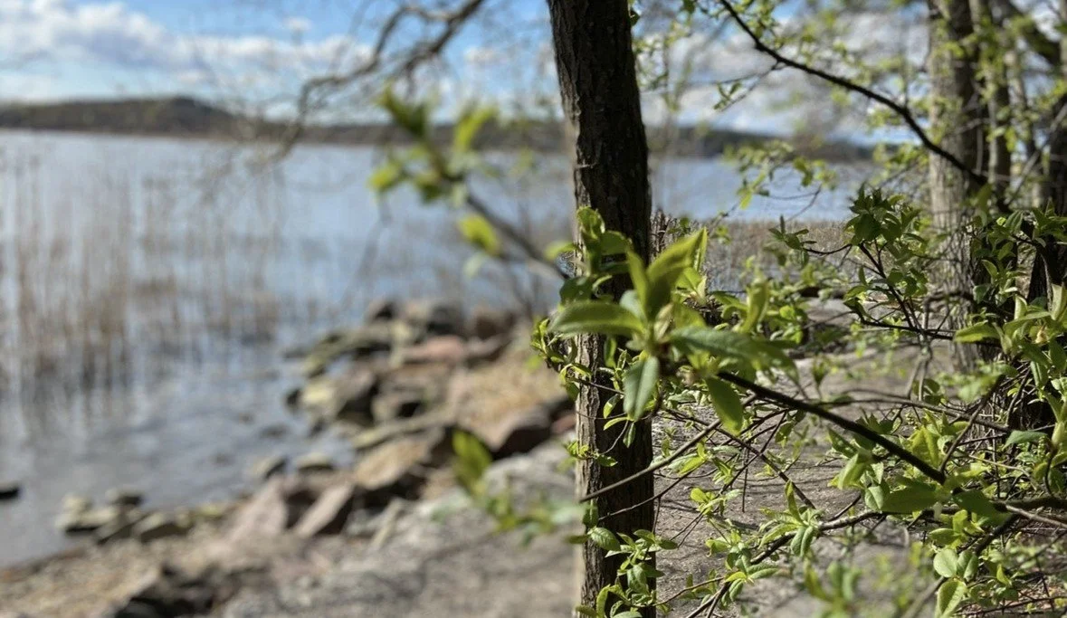 Pihan hoito keväällä – näin valmistaudut kesän tuloon