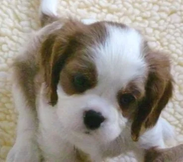 Bentley_at_6.5_weeks.jpg