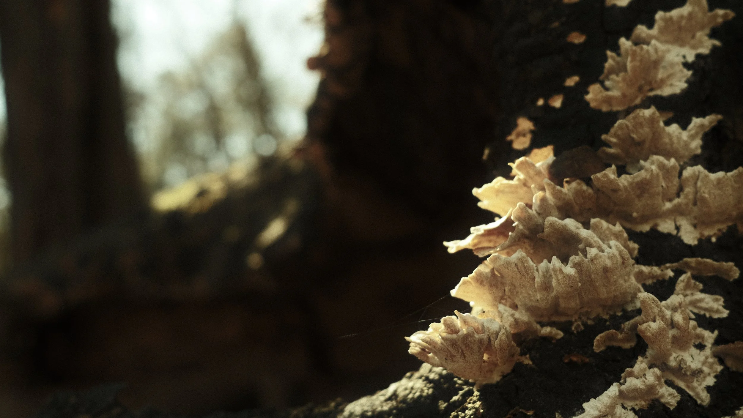 DSCF4895.JPG