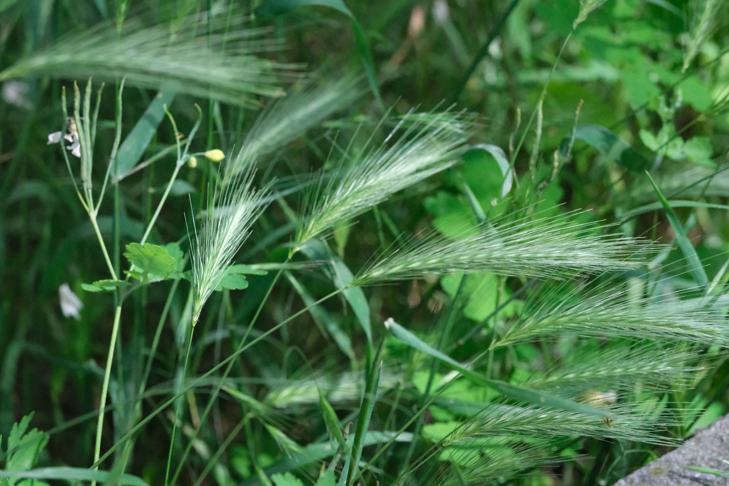 Plant harmful to dogs