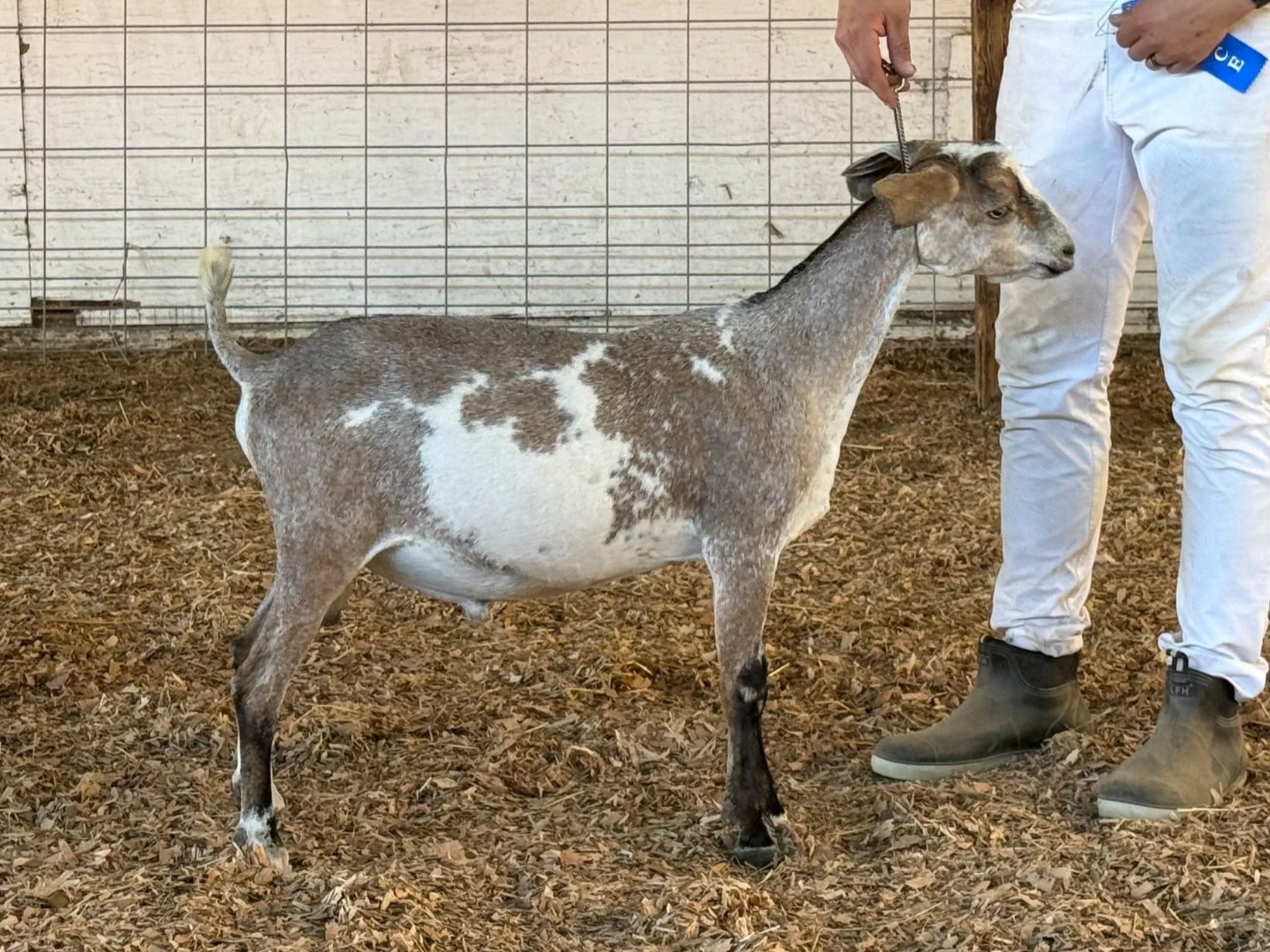 A goat standing on a ground covered with hay, being held by a person in white pants and brown boots, with a wire fence and a wooden post in the background.