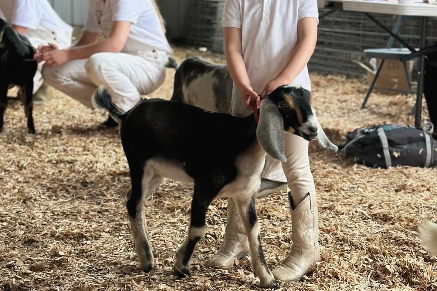 Available Kids & Goats for Sale