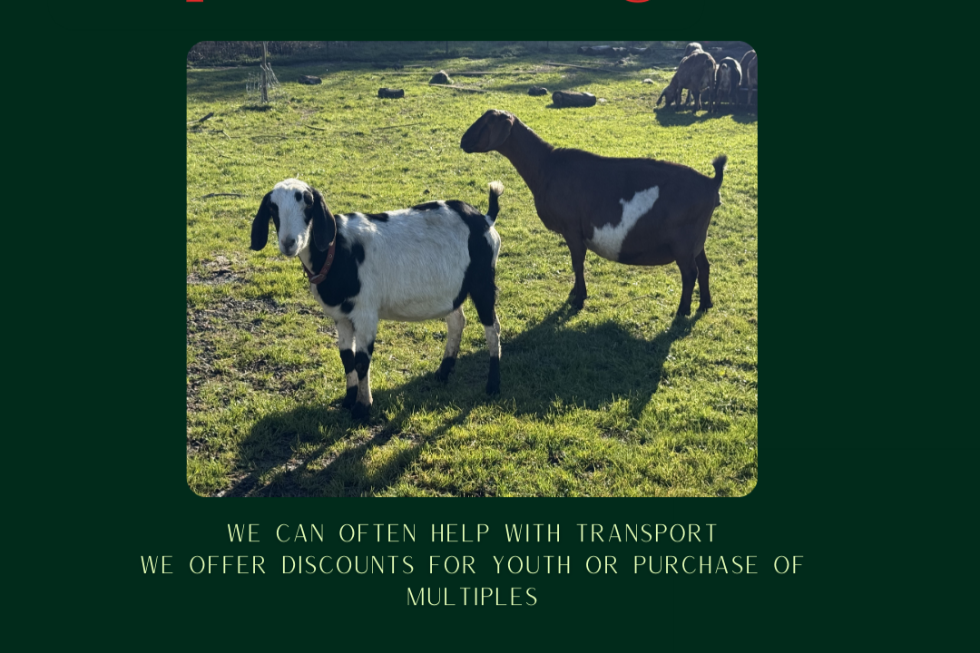 2026 Breeding Plan & Nursery