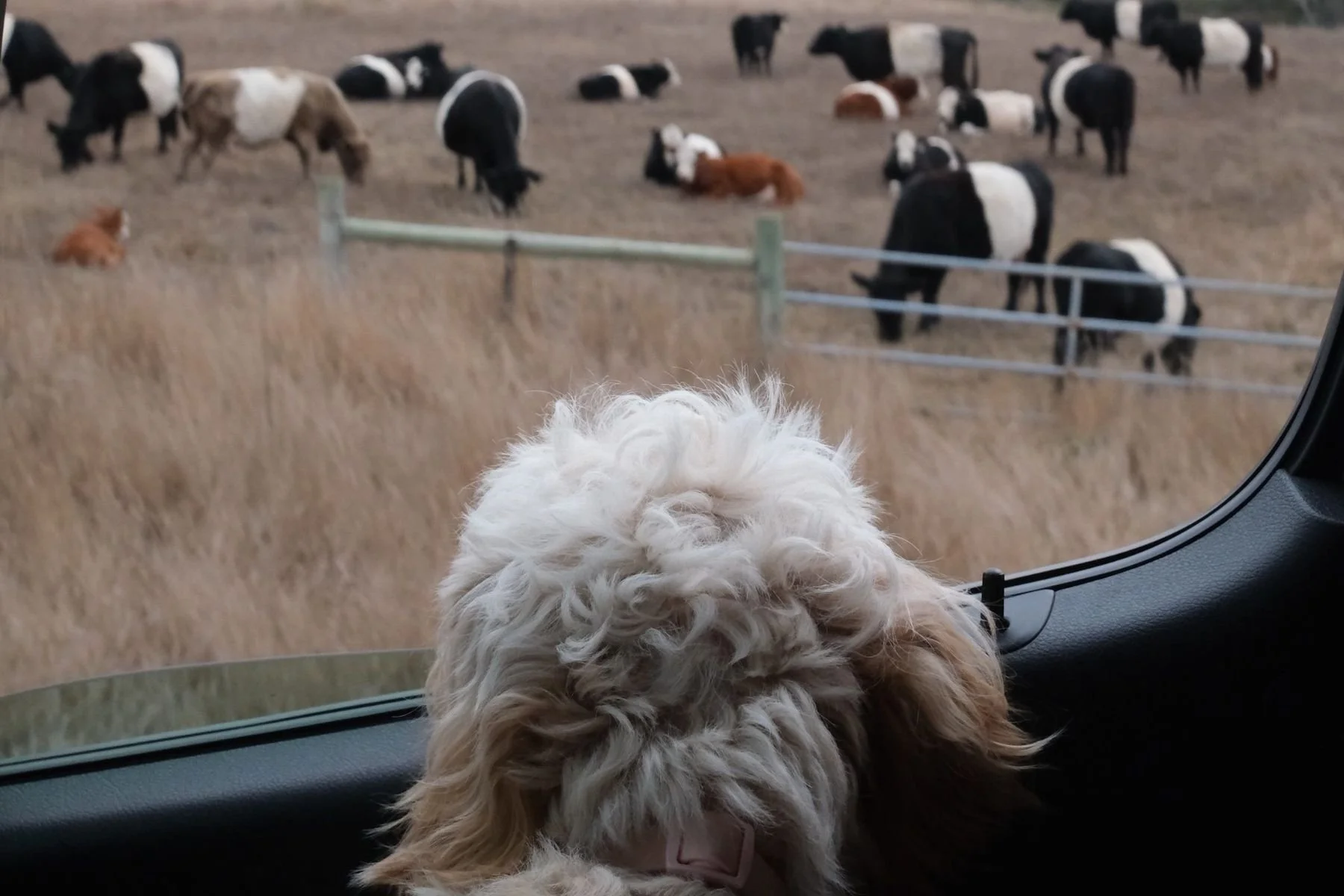 Dog-camper-van.jpg